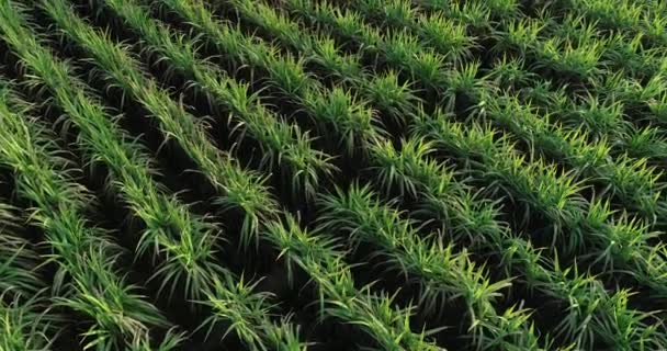 Luchtfoto Van Suikerrietplanten Die Het Chinese Platteland Het Platteland Groeien — Stockvideo