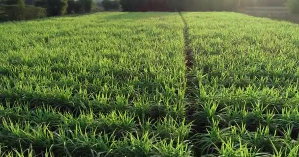 Letecký Pohled Rostliny Cukrové Třtiny Rostoucí Slunci Venkově Čínské Krajině — Stock video