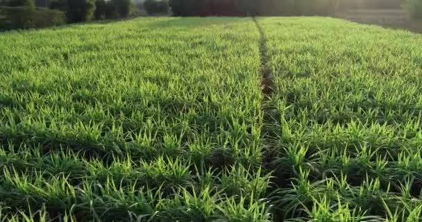 Veduta Aerea Delle Piante Canna Zucchero Che Crescono Alla Luce — Video Stock