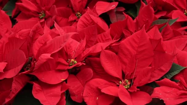 Vackra Röda Julstjärna Blommor Trädgården Närbild — Stockvideo