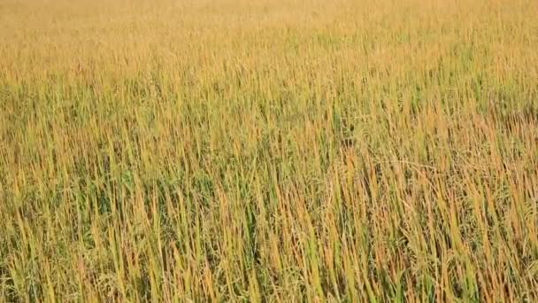 Herbe jaune poussant dans les champs ruraux campagne chinoise 
