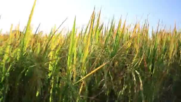 Gele Gras Het Platteland Groeien Tegen Zonnige Blauwe Hemel Het — Stockvideo