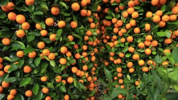 Laranjas Mandarim Crescendo Jardim Conceito Ano Novo Chinês Com Tangerinas — Vídeo de Stock