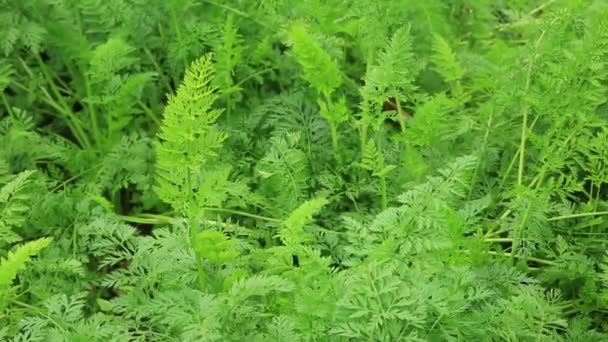 Zanahorias Verdes Hojas Crecimiento Campo Rural — Vídeos de Stock