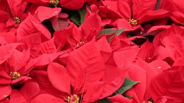 Hermosas Flores Rojas Poinsettia Jardín Primer Plano — Vídeos de Stock