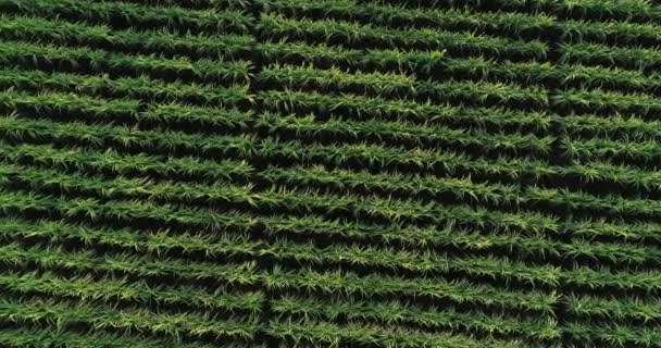 Luchtfoto Van Suikerrietplanten Die Het Chinese Platteland Het Platteland Groeien — Stockvideo