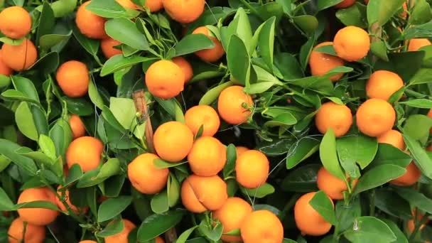 Bahçede Yetişen Portakallar Taze Mandalinalı Çin Yeni Yılı Konsepti — Stok video
