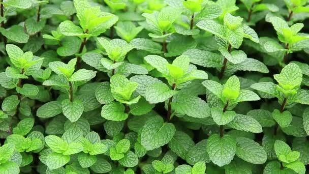 Green Mint Plants Growing Vegetable Garden — Stock Video