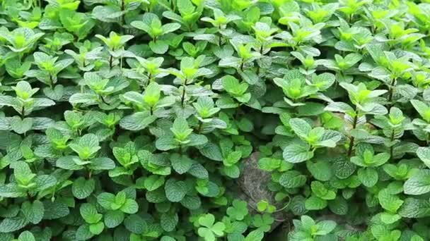 Tanaman Mint Hijau Tumbuh Kebun Sayuran — Stok Video