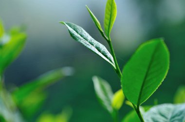 Çin kırsalında ilkbaharda bahçedeki canlı yeşil çay bitkisinin yakın çekimi.