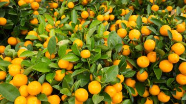 Küçük ağaçlarda yetişen Çin portakalları, Mutlu Çin Yeni Yılı konsepti ve refah sembolü