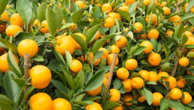 Küçük ağaçlarda yetişen Çin portakalları, Mutlu Çin Yeni Yılı konsepti ve refah sembolü