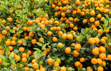 Bahçede yetişen portakallar, taze mandalinalı Çin Yeni Yılı konsepti.
