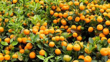 Bahçede yetişen portakallar, taze mandalinalı Çin Yeni Yılı konsepti.