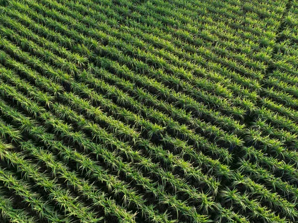 Aerial View Sugarcane Plants Growing Rural Field Chinese Countryside — 스톡 사진