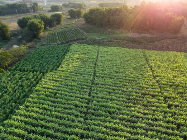 Luftaufnahme Von Zuckerrohrpflanzen Die Auf Einem Ländlichen Feld Der Chinesischen — Stockfoto