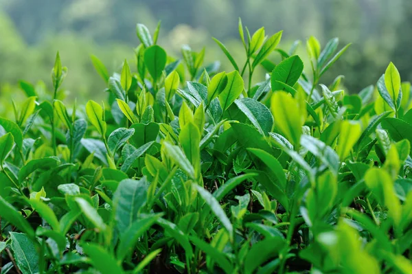Élő Zöld Tealevelek Közelsége Tavasszal Kertben Kínai Vidéken — Stock Fotó