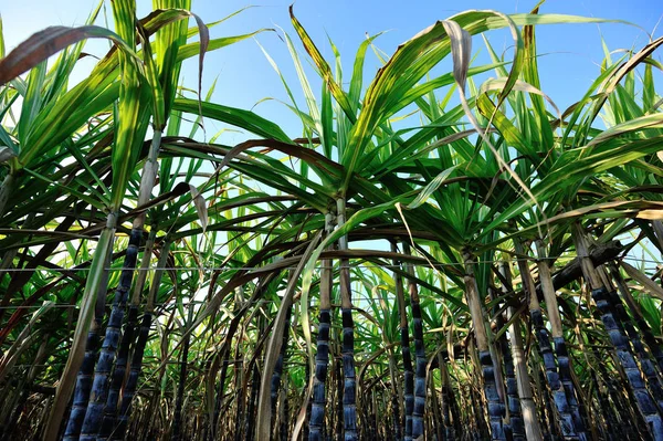 Low Angle Stalks Leaves Sugarcane Plants Growing Field Sunset Light — Stock Photo, Image