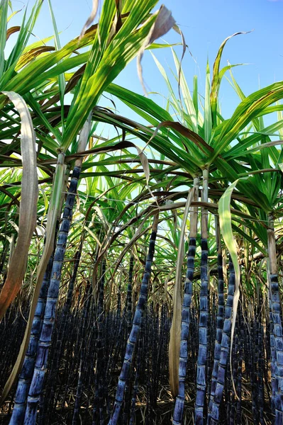 Bajo Ángulo Tallos Hojas Plantas Caña Azúcar Que Crecen Campo — Foto de Stock