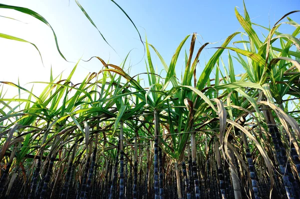Low Angle Stalks Leaves Sugarcane Plants Growing Field Sunset Light — Stock Photo, Image