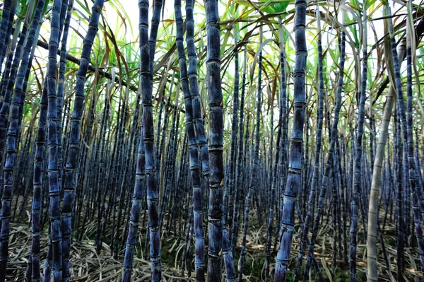 Primo Piano Degli Steli Delle Piante Canna Zucchero Che Crescono — Foto Stock