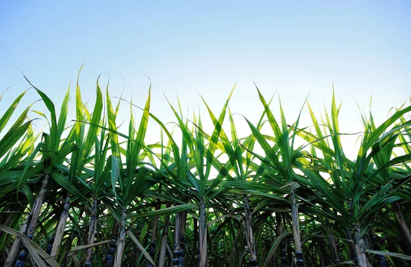 Низкий Угол Стеблей Листьев Сахарного Тростника Растущих Поле Против Голубого — стоковое фото
