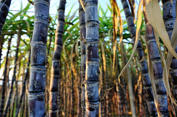 Zbliżenie Łodyg Roślin Trzciny Cukrowej Rosnących Polu — Zdjęcie stockowe