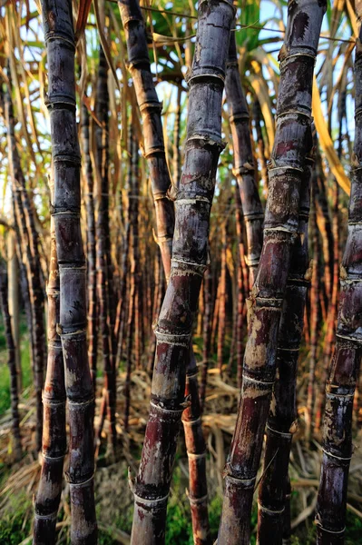 Close Stalks Sugarcane Plants Growing Field — 스톡 사진