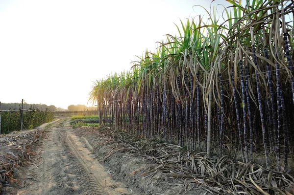 Plantas Caña Azúcar Que Crecen Campo Por Carretera Rural —  Fotos de Stock