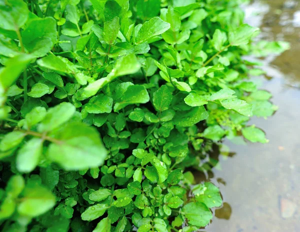Grüne Brunnenkresse Wächst Gemüsegarten — Stockfoto