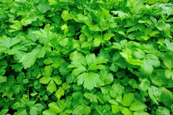 Grüner Sellerie Wächst Gemüsegarten — Stockfoto