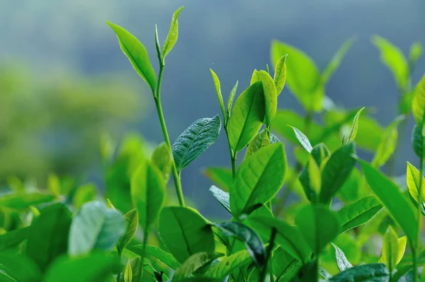 Gros Plan Des Feuilles Thé Vert Vif Dans Jardin Printemps — Photo