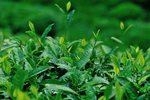 Close Vivid Green Tea Leaves Garden Spring Chinese Countryside — Stock Photo, Image