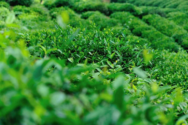 Krajobraz Plantacji Zielonej Herbaty Chińskiej Wsi — Zdjęcie stockowe