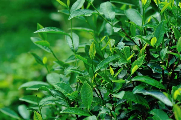 Primer Plano Hojas Verde Vívidas Jardín Primavera Campo Chino — Foto de Stock