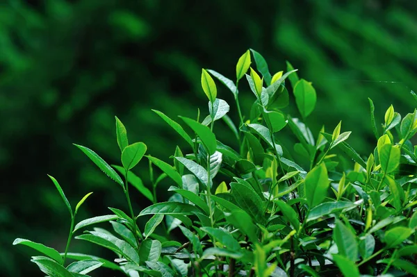 Zbliżenie Żywe Liście Zielonej Herbaty Ogrodzie Wiosnę Chińskiej Wsi — Zdjęcie stockowe