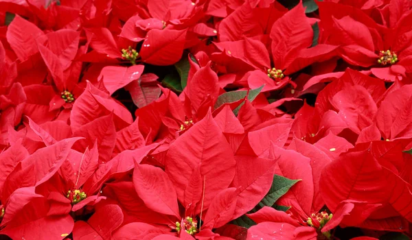 Belles Fleurs Poinsettia Dans Jardin Plein Cadre — Photo