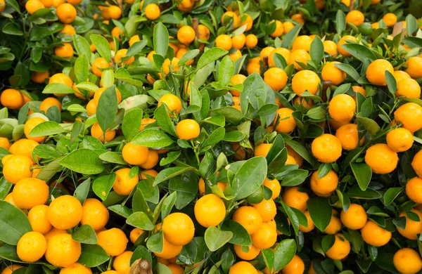 Oranges Mandarines Poussant Sur Petits Arbres Concept Heureux Nouvel Chinois — Photo
