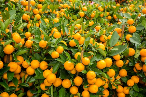 Oranges Mandarines Poussant Dans Jardin Concept Nouvel Chinois Avec Mandarines — Photo