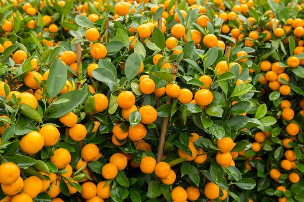 Mandarin oranges growing on small trees, Happy Chinese New Year concept and prosperity symbol