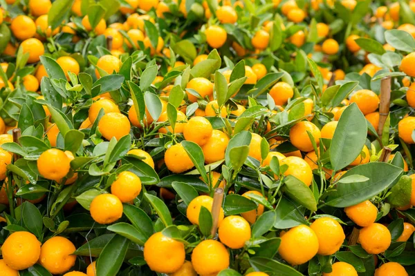 Mandarínské Pomeranče Rostoucí Zahradě Čínský Novoroční Koncept Čerstvými Mandarinkami — Stock fotografie