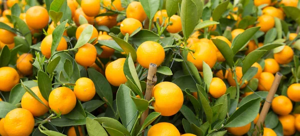 园中生长的橙子 中国新年的理念与新鲜的橘子 — 图库照片