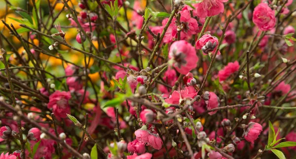 Brzoskwiniowy Kwiat Ozdoba Chiński Nowy Rok Zbliżenie — Zdjęcie stockowe