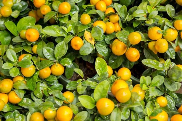 Mandarin oranges growing in garden, Chinese New Year concept with fresh tangerines