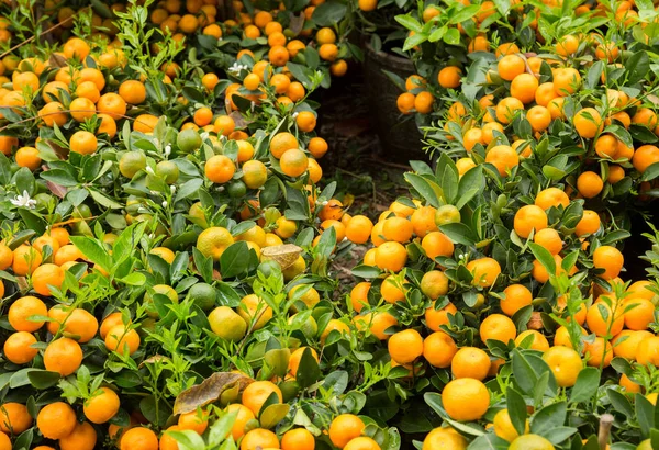 Мандаринские Апельсины Растущие Маленьких Деревьях Счастливая Китайская Новогодняя Концепция Символ — стоковое фото