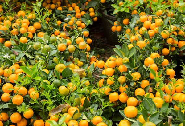 Arance Mandarino Che Crescono Piccoli Alberi Concetto Felice Anno Nuovo — Foto Stock