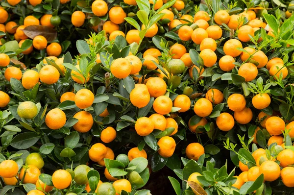 Naranjas Mandarinas Creciendo Árboles Pequeños Concepto Feliz Año Nuevo Chino — Foto de Stock
