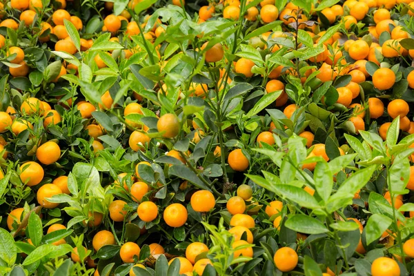Mandarínské Pomeranče Rostoucí Malých Stromech Šťastný Čínský Koncept Nového Roku — Stock fotografie