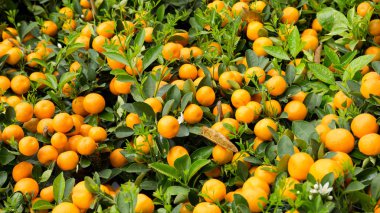 Küçük ağaçlarda yetişen Çin portakalları, Mutlu Çin Yeni Yılı konsepti ve refah sembolü
