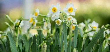 Baharda bahçede büyüyen narsisli çiçekler, yakın plan.